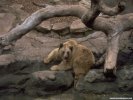  Bear wallpaper