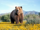  Bear wallpaper