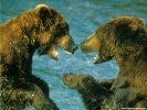  Bear wallpaper