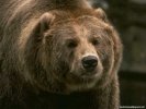  Bear wallpaper