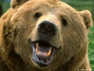  Bear wallpaper