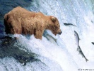  Bear wallpaper