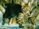  Bobcat wallpaper