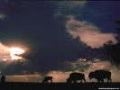  Buffalo wallpaper