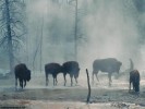  Buffalo wallpaper