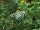  Butterfly wallpaper