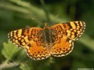  Butterfly wallpaper