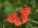  Butterfly wallpaper