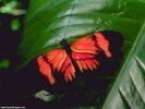  Butterfly wallpaper