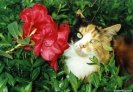  Cat wallpaper