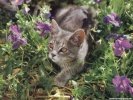  Cat wallpaper