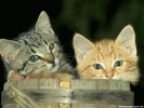 Cat wallpaper