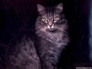  Cat wallpaper