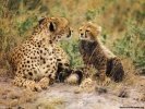  Cheetah wallpaper