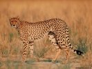  Cheetah wallpaper