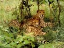  Cheetah wallpaper