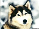  Dog wallpaper