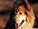  Dog wallpaper