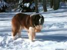 Dog wallpaper