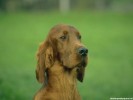  Dog wallpaper