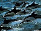  Dolphin wallpaper