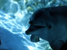  Dolphin wallpaper