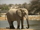  Elephant wallpaper