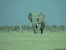  Elephant wallpaper