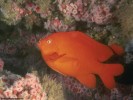  Fish wallpaper