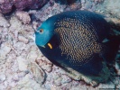 French Angelfish Fish wallpaper