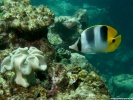 Pacific Double Saddle Butterflyfish Fish wallpaper