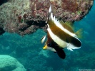 Pennant Bannerfish Fish wallpaper