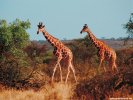  Giraffe wallpaper