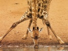  Giraffe wallpaper