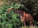  Giraffe wallpaper