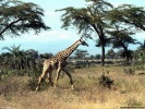 Giraffe wallpaper