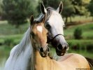  Horse wallpaper
