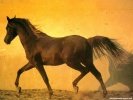  Horse wallpaper