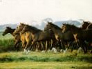  Horse wallpaper