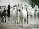  Horse wallpaper
