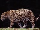  Jaguar wallpaper