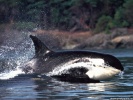 Killer Whale wallpaper