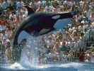  Killer Whale wallpaper
