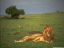  Lion wallpaper