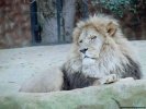  Lion wallpaper