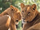 Lion wallpaper