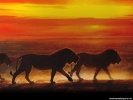  Lion wallpaper
