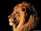  Lion wallpaper