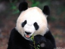  Panda wallpaper