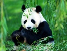  Panda wallpaper